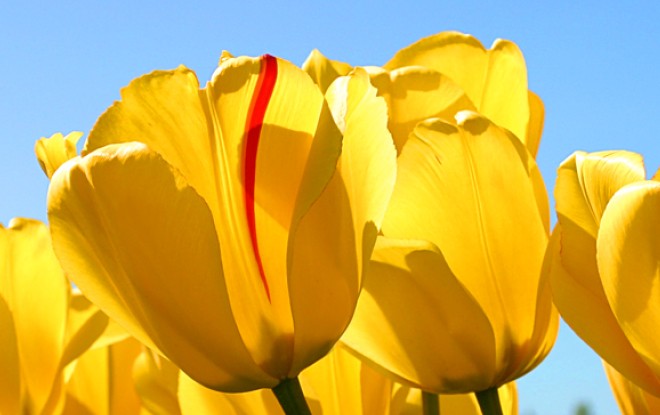 Praesent lorem magna rutrum amet sem etiam vitae